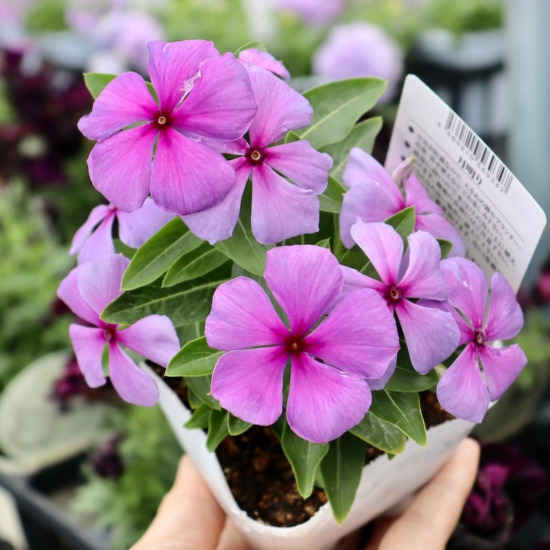 北島園芸さんのビンカ(日々草)「月明り」(3.5号ポット)