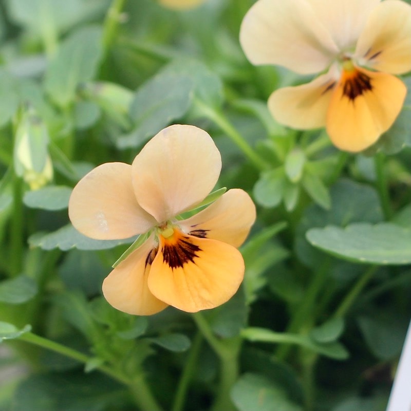 フラワーハーツさんの小輪ビオラ・ビオレッタ「オレンジジュース(B)」