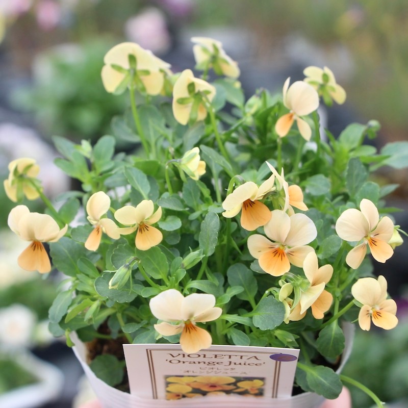 フラワーハーツさんの小輪ビオラ・ビオレッタ「オレンジジュース(B)」