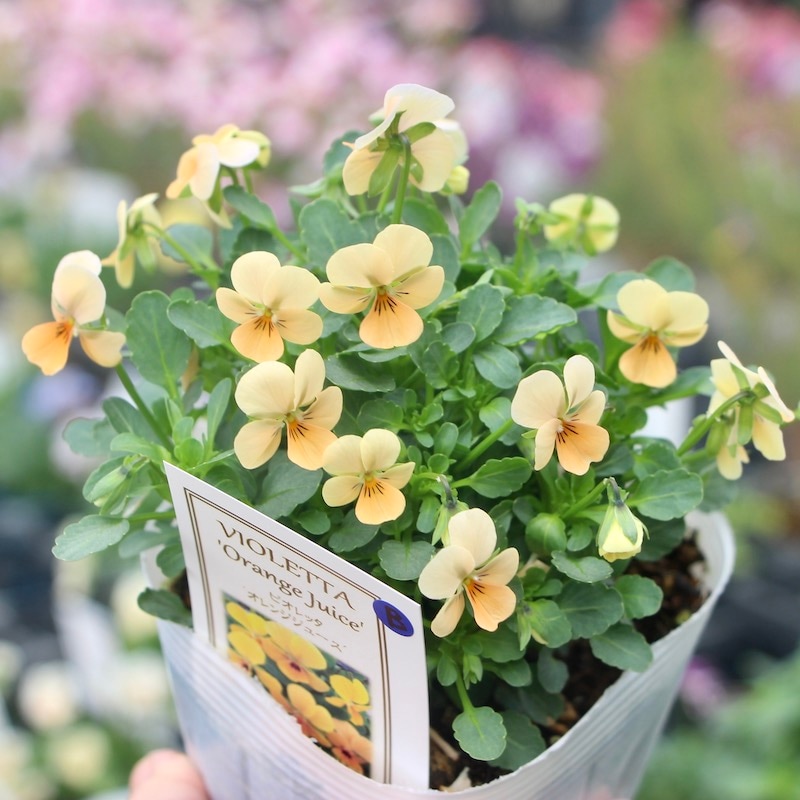 フラワーハーツさんの小輪ビオラ・ビオレッタ「オレンジジュース(B)」