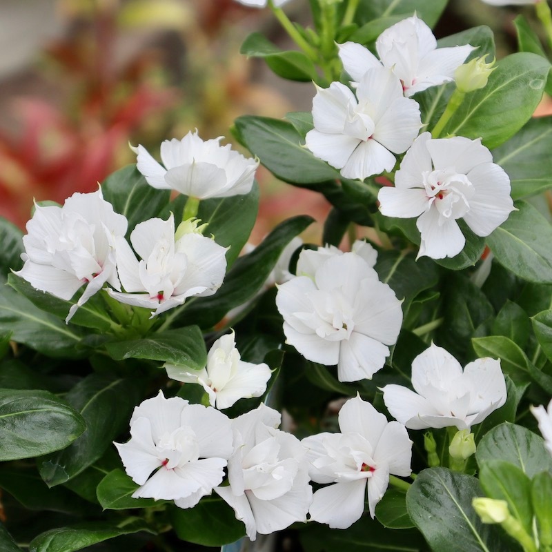 超多弁　ホワイト 変わり咲きビンカ(日々草)「エンジェルホワイト」(3.5号ポット)