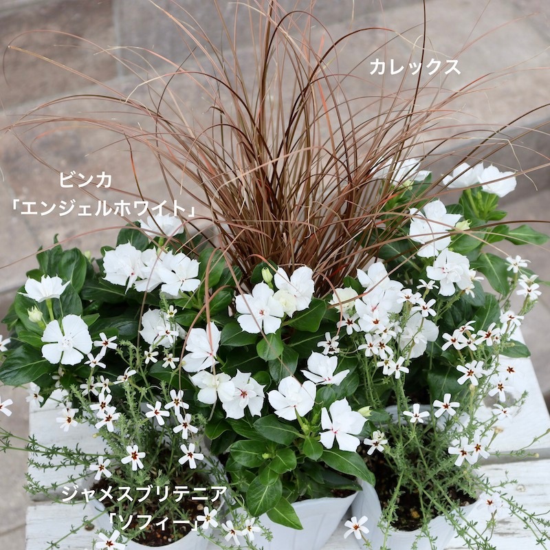 クラフトパンチ 花 ♡ホワイト♡ （クラフトパンチ フラワー28枚 No 