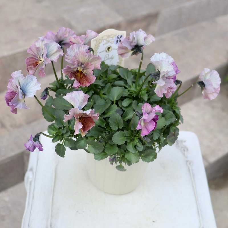 特大☆画像の現品!! 石川園芸さんのビオラ「レディ」スペシャル＜SP33＞