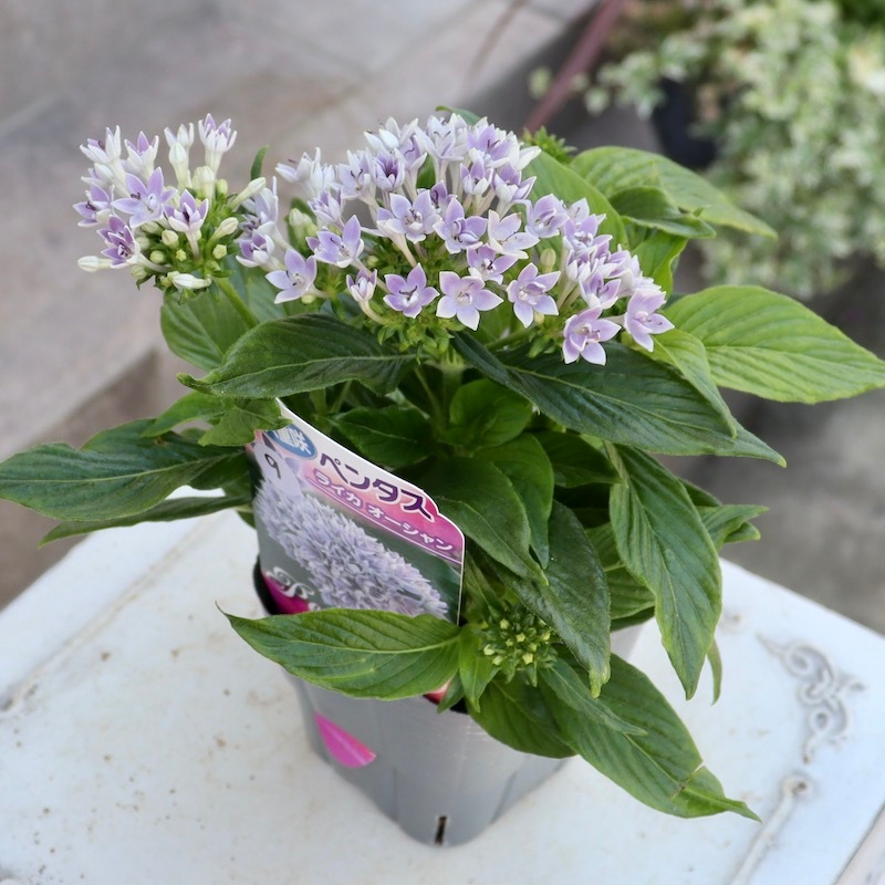 New☆八重咲きペンタス・ライカシリーズ「ライカオーシャン」9番