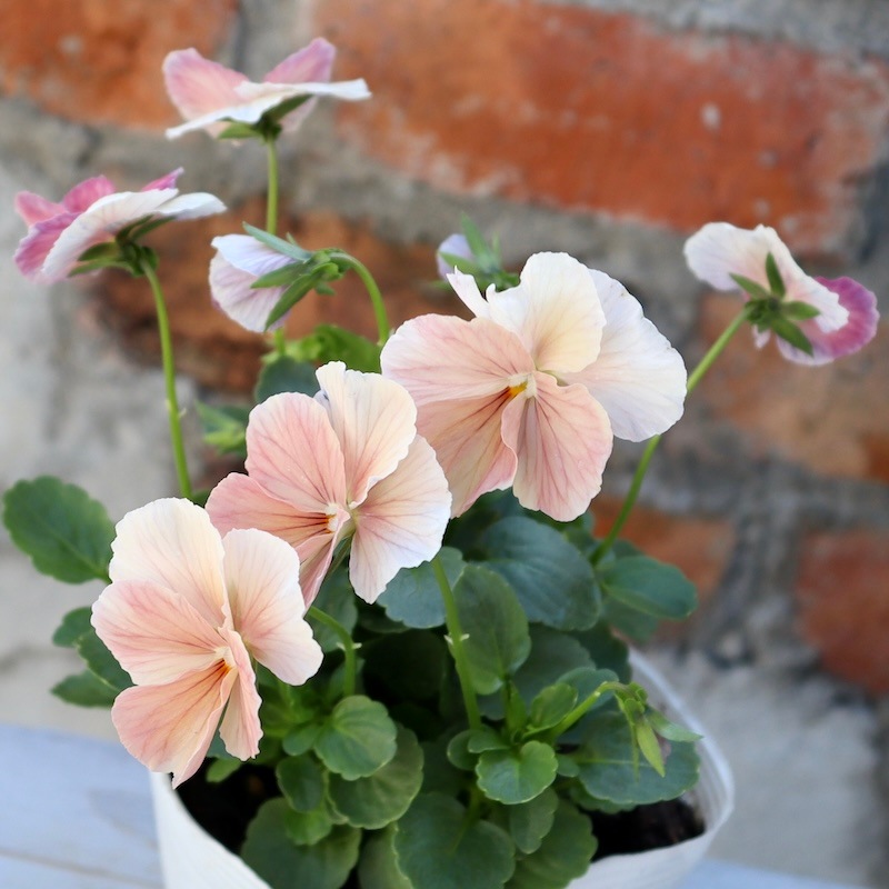 今年も入荷♪すごく可愛い☆高知・植田さんのビオラ☆試験品種〈24-1〉