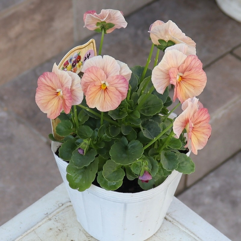 今年も入荷♪すごく可愛い☆高知・植田さんのビオラ☆試験品種〈24-1〉