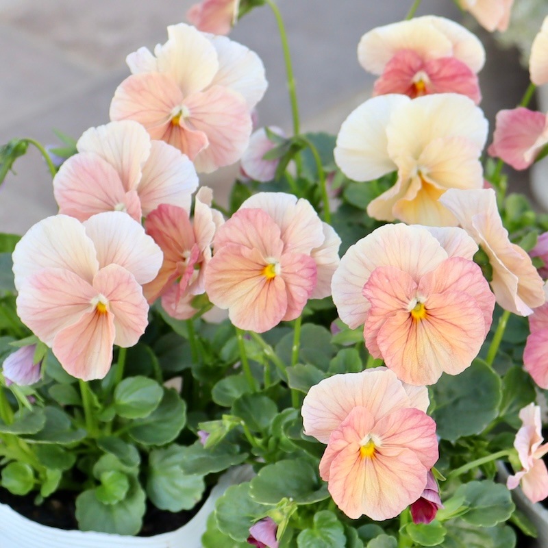 今年も入荷♪すごく可愛い☆高知・植田さんのビオラ☆試験品種〈24-1〉