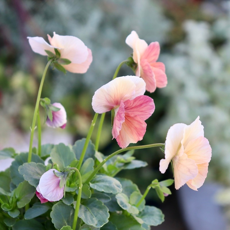 今年も入荷♪すごく可愛い☆高知・植田さんのビオラ☆試験品種〈24-1〉