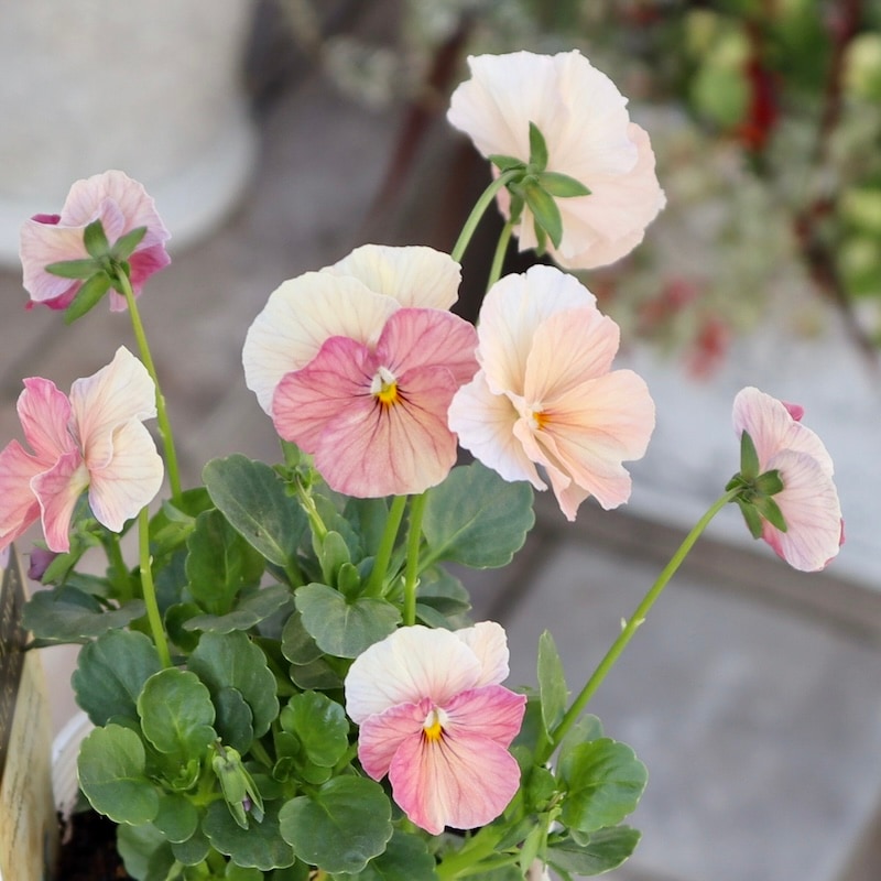 可愛い過ぎません? 高知・植田さんのビオラ☆2024年度試験品種〈24-1〉