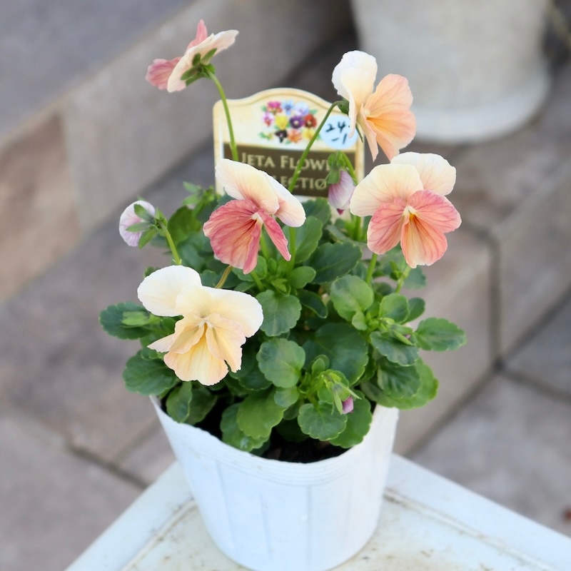 今年も入荷♪すごく可愛い☆高知・植田さんのビオラ☆試験品種〈24-1〉