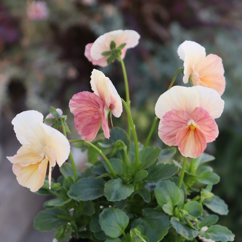 今年も入荷♪すごく可愛い☆高知・植田さんのビオラ☆試験品種〈24-1〉