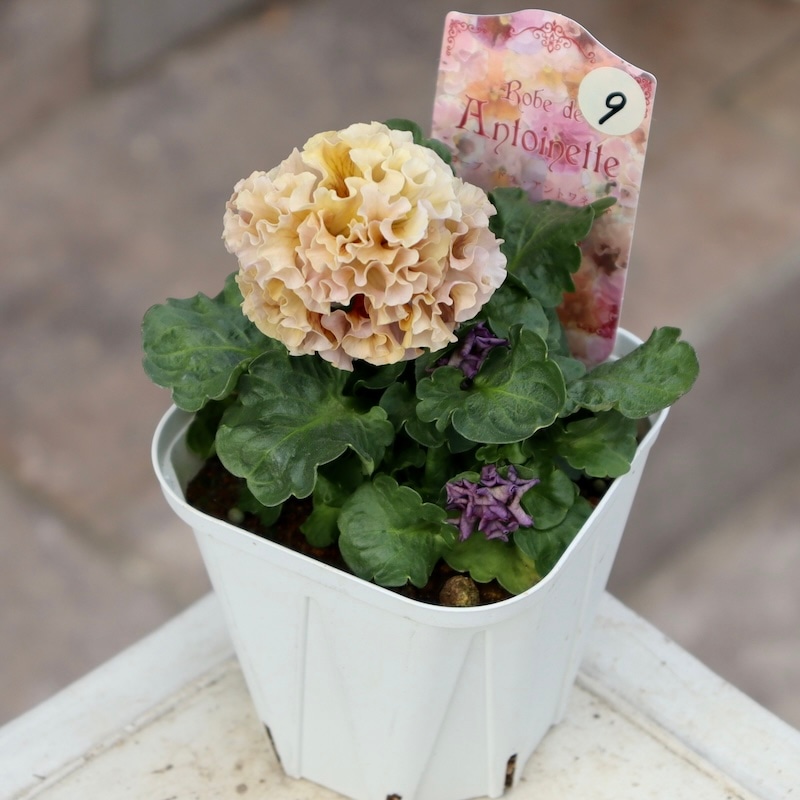 画像の現品1点限り☆スペシャルなサトウ園芸さんのパンジー・ローブ