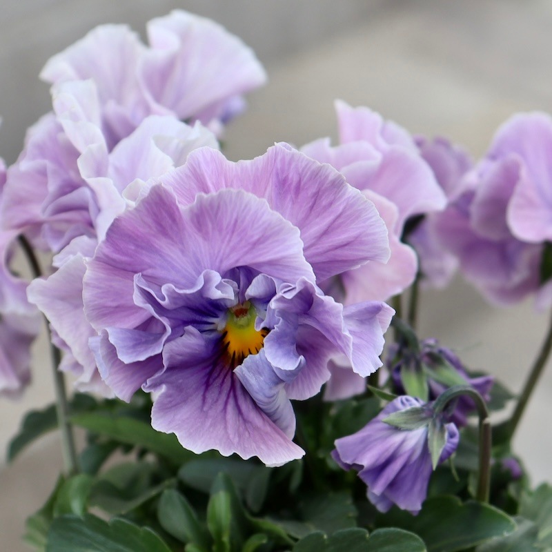 NEWシリーズ☆画像と同じ色の花!! 】超良株☆桂楓園さんのパンジー