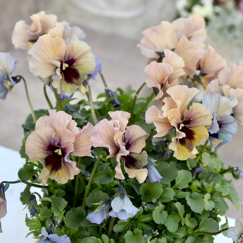 特大☆画像の現品1点限り!! 石川園芸さんのビオラ「レディ」スペシャル