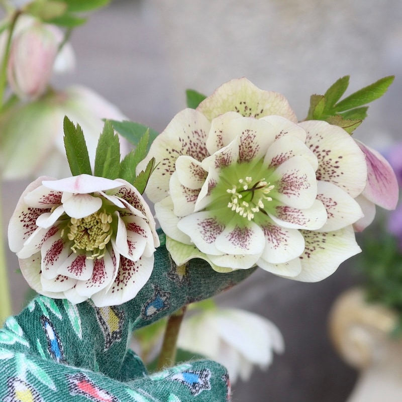 自然開花♪風散歩で3年】現品1点限り☆クリスマスローズ・中輪八重咲き