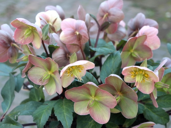 ☆現品☆クリスマスローズ・HGC「マーロン」7号鉢