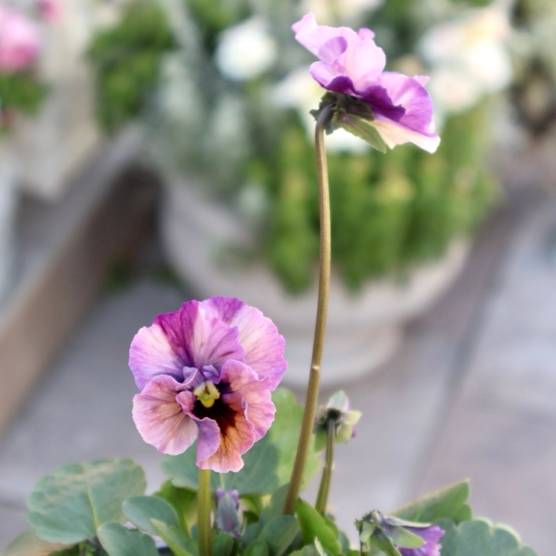 画像の現品1点限り!!吉村さんの花首のより長いビオラ「君待ち」2522番