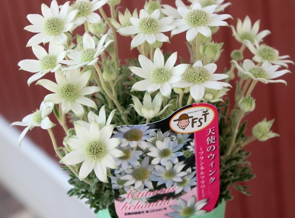 フランネルフラワー 天使のウインク 3号ロングポット