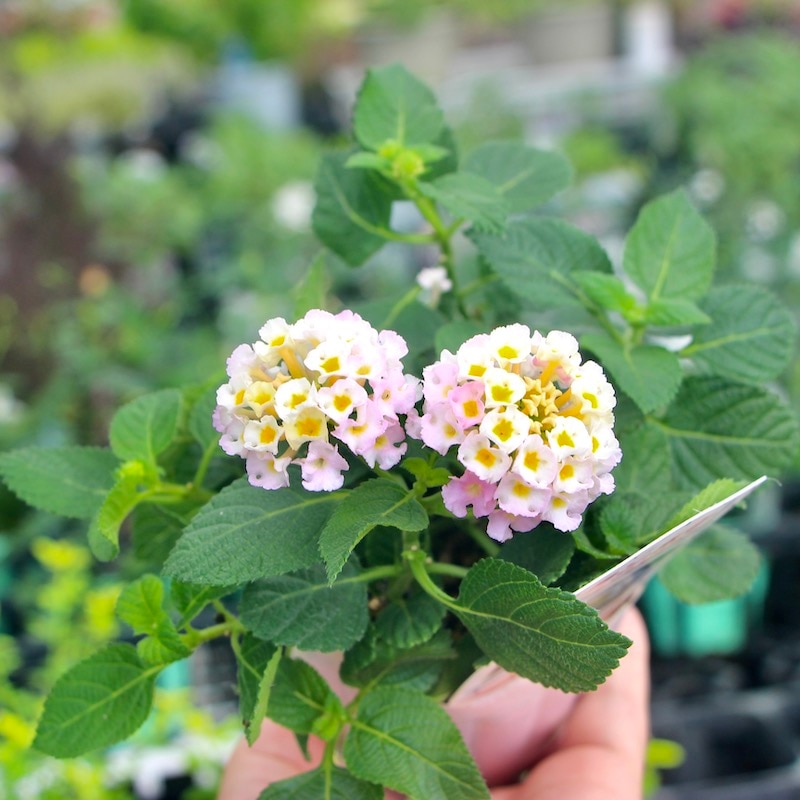 ランタナ苗　A Amazon.co.jp: ランタナ 苗 秋色ランタナ 斑入りイエロー 黄花 3.5号