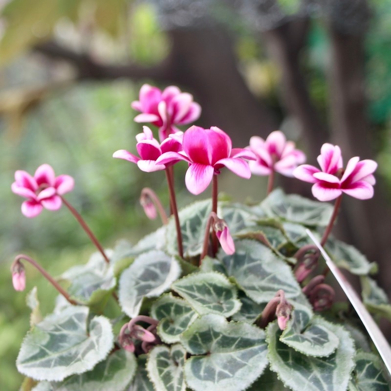 画像で花の色・形を選べる!! 八重咲きミニシクラメン「フェアリーピコ