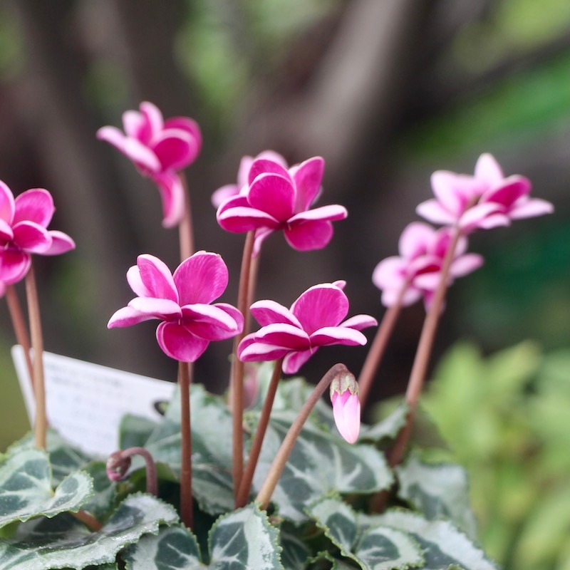 画像で花の色・形を選べる!! 八重咲きミニシクラメン「フェアリーピコ