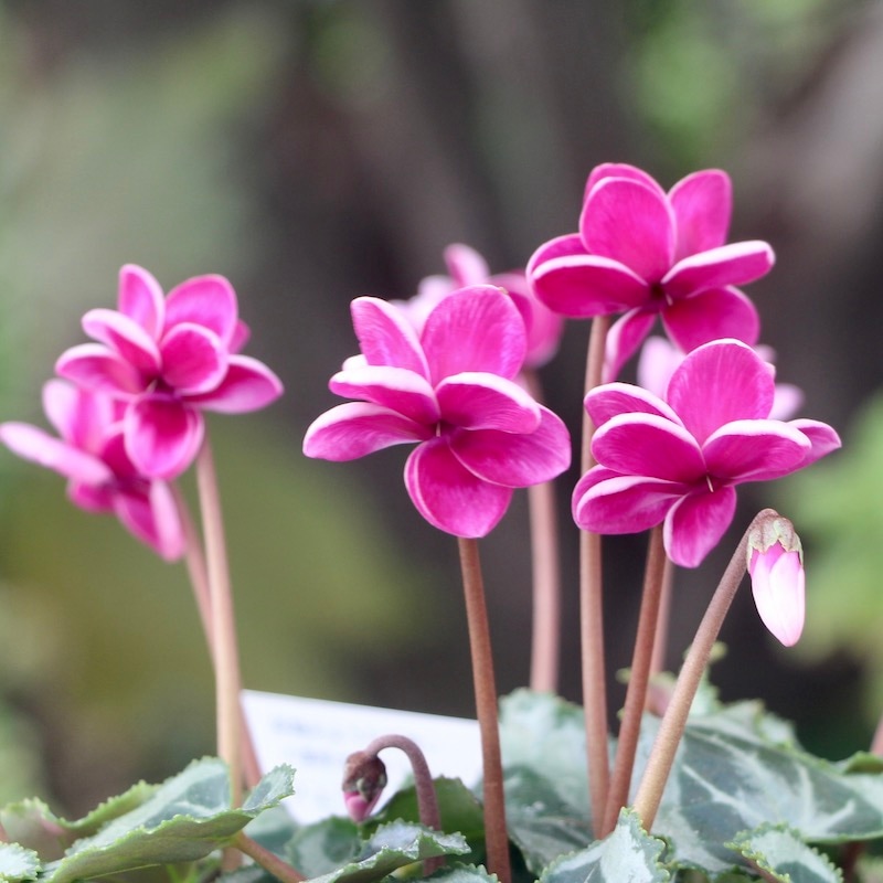 画像で花の色・形を選べる!! 八重咲きミニシクラメン「フェアリーピコ