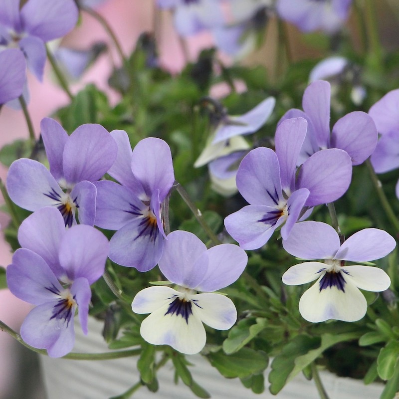 現品1点限り☆フラワーハーツさんの小輪ビオラ・ビオレッタ「ホリー