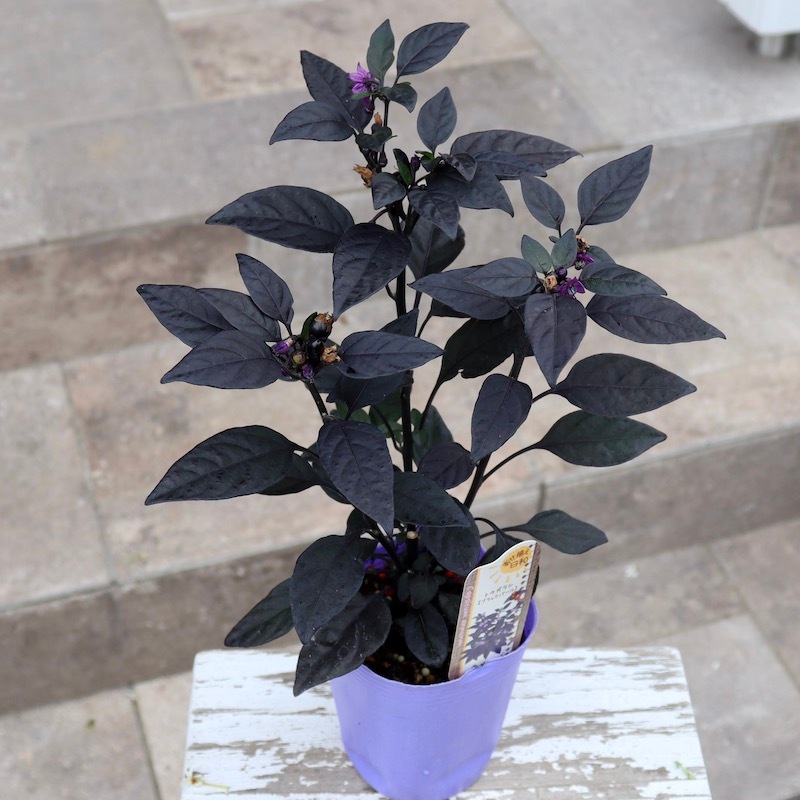 観葉植物 陶器鉢 長い葉んーブラックバール 観賞用トウガラシ「ブラックパール」(3号ロングポット)