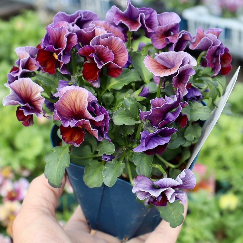 画像で花色を選べる!!サトウ園芸さんのビオラ・ヌーヴェルヴァーグ