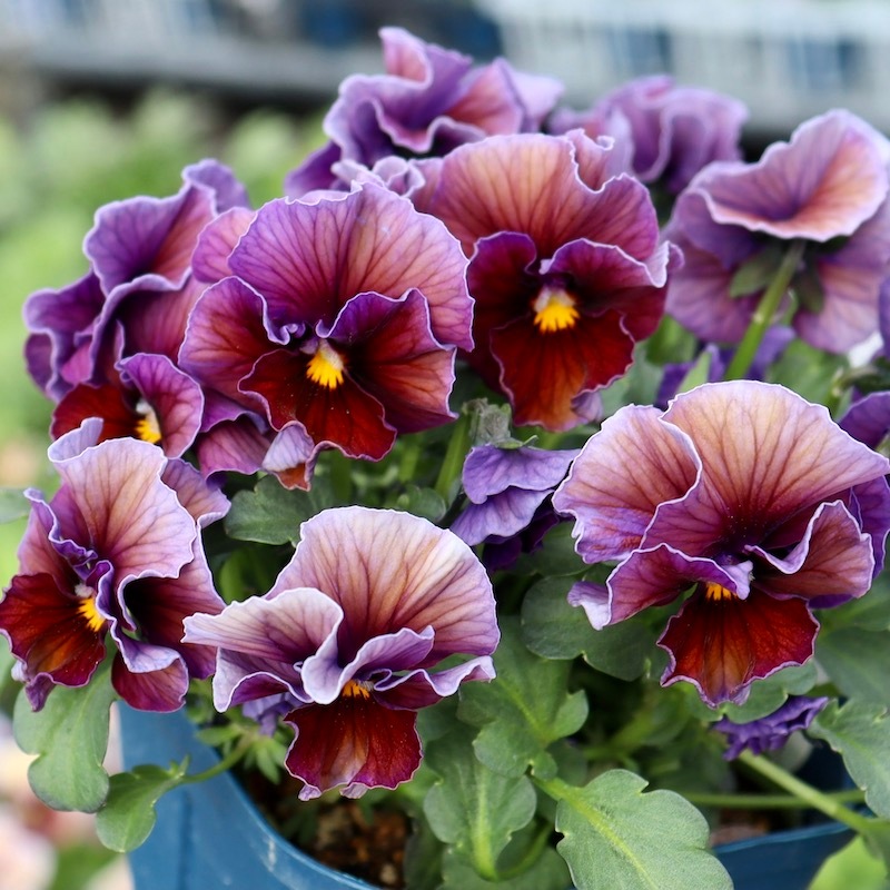 画像で花色を選べる!!サトウ園芸さんのビオラ・ヌーヴェルヴァーグ