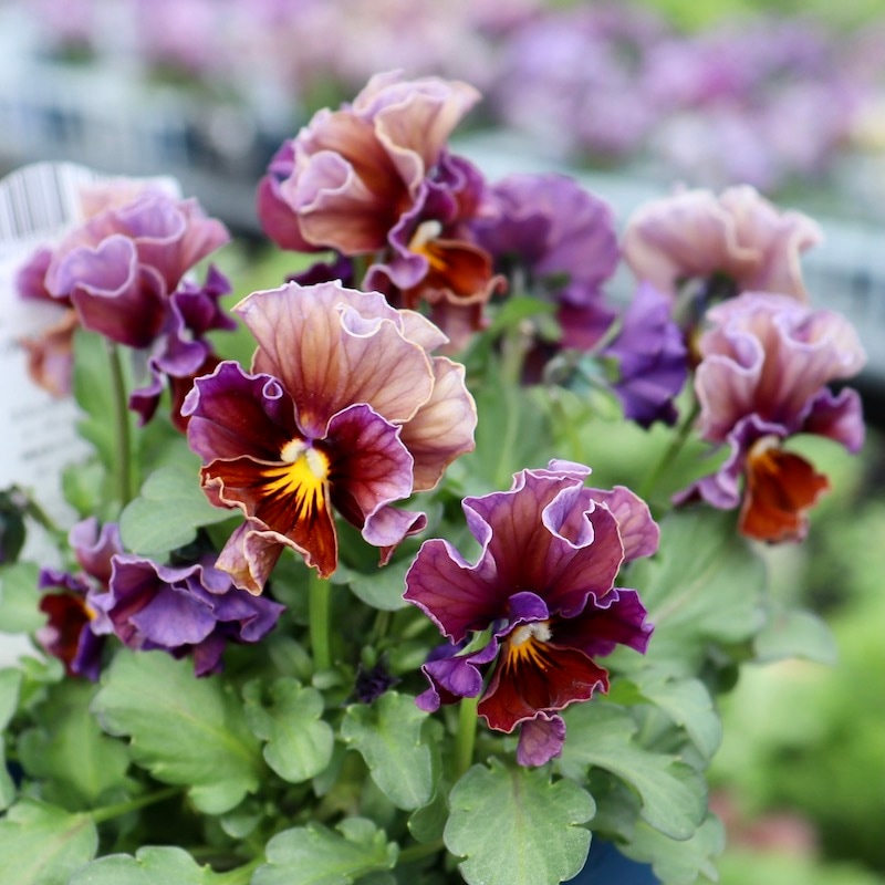 ヌーヴェルヴァーグ・アクアレール7 画像で花色を選べる!! サトウ園芸さんのビオラ・ヌーヴェルヴァーグ