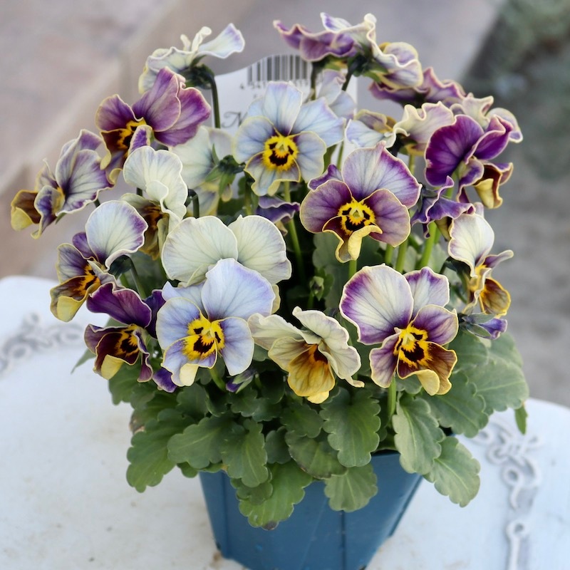 稀少！　ラピスラズリ 鉢植え 画像の現品1点限り!!サトウ園芸さんのビオラ・ヌーヴェルヴァーグ