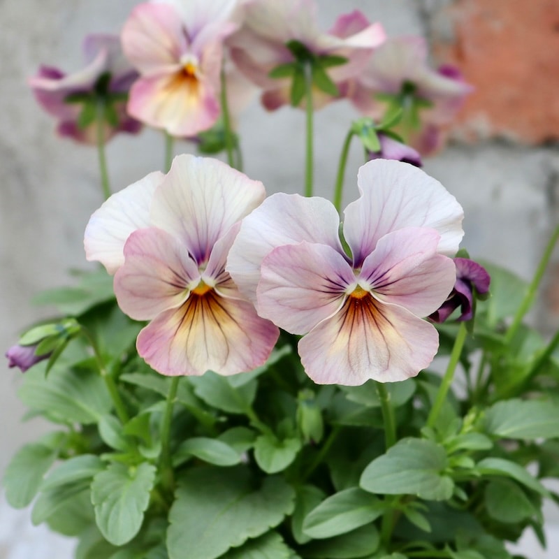 画像の現品1点限り☆ビオラ・なごみももか「しんしん」SP2(3.5号ポット)