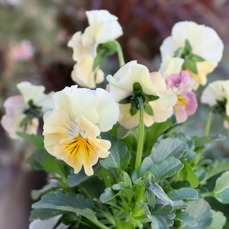 画像の現品1点限り!!桐生ふぁ~む×花日和さんのビオラ「アイクルール