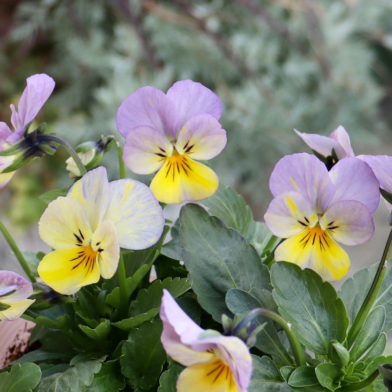 画像の現品1点限り!!花夢園芸さんのオリジナルビオラ<64番> 画像の現品1点限り!!花夢園芸さんのオリジナルビオラ<64番>