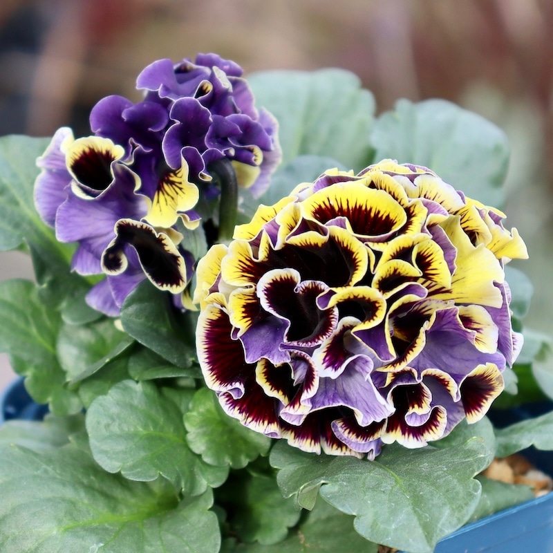 画像の現品1点限り☆サトウ園芸さんのパンジー「ドラキュラ」(39番)