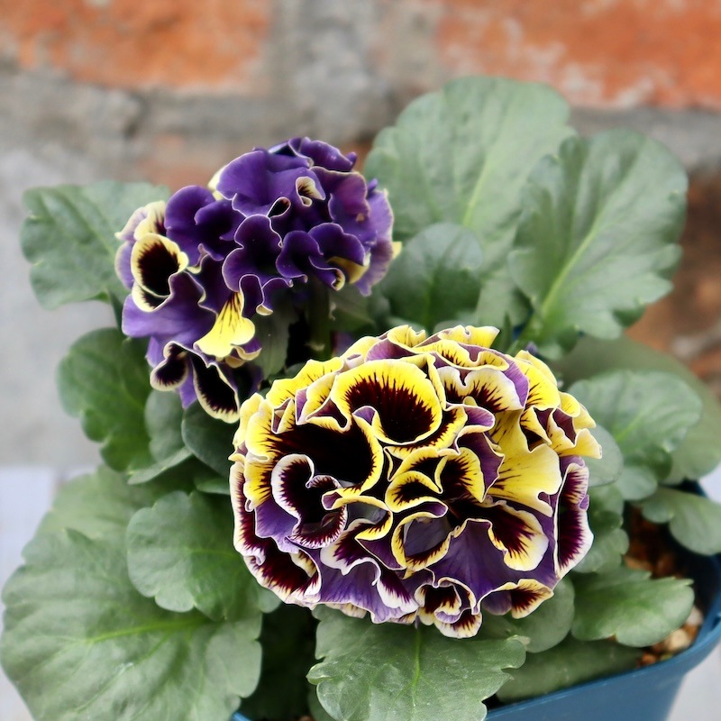 画像の現品1点限り☆サトウ園芸さんのパンジー「ドラキュラ」(39番)
