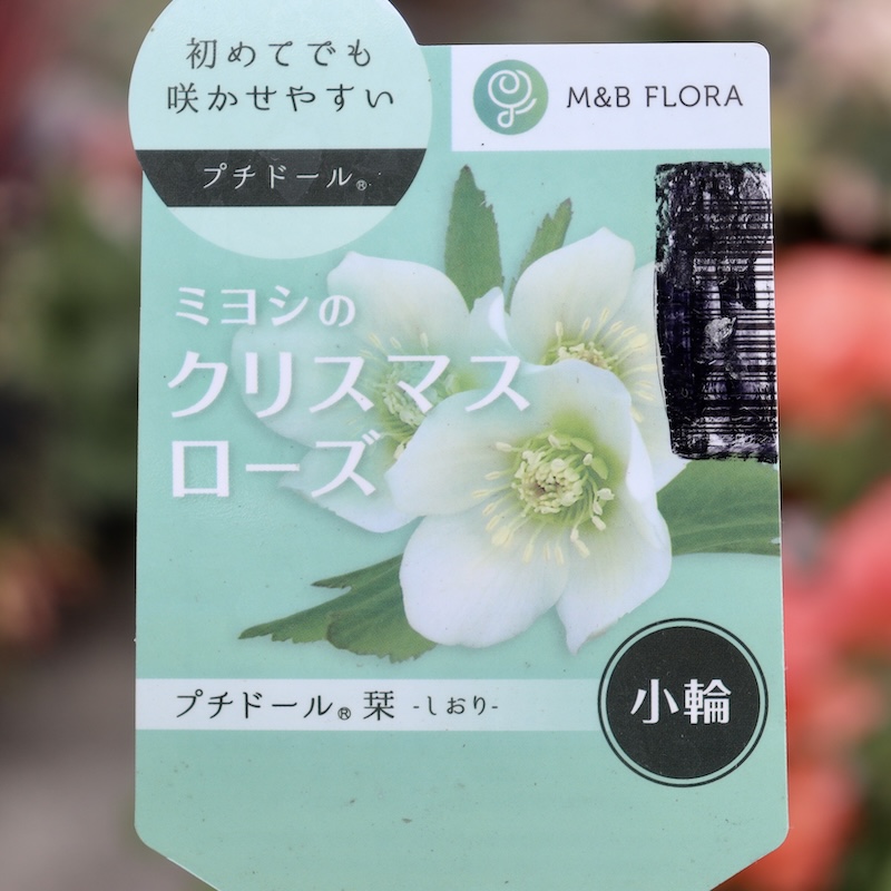 開花中 つぼみ付◇プチドール彩◇ラベル付◇ミヨシのクリスマスローズ◇