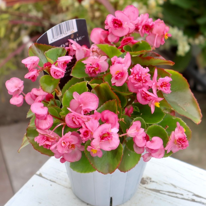 専用　ブライダルベール　ケイトウ　八重咲ペチュニア　クレイフラワー 専用 ブライダルベール ケイトウ 八重咲ペチュニア クレイフラワー