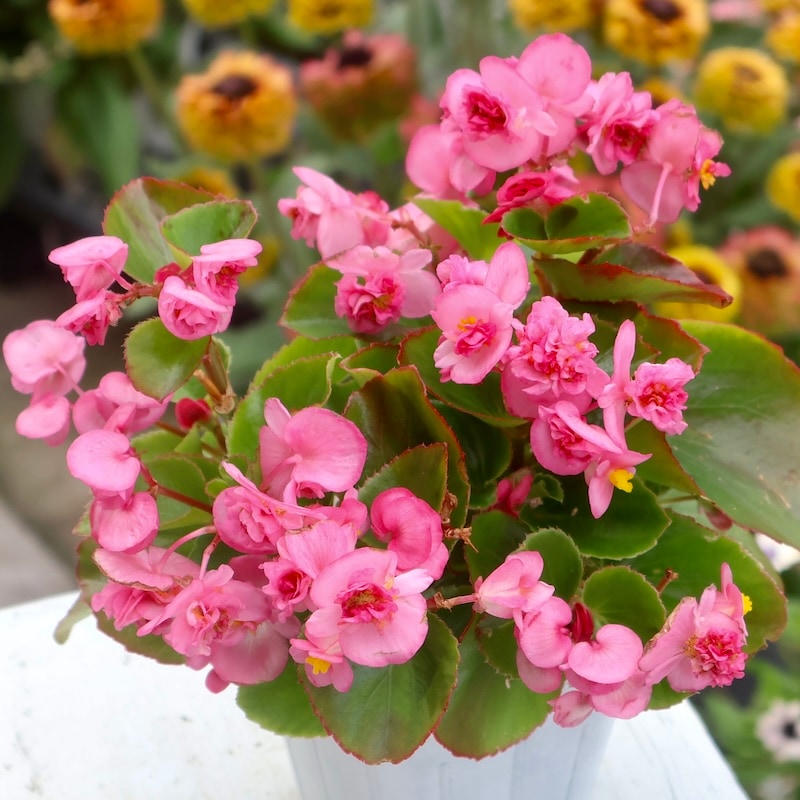 専用　ブライダルベール　ケイトウ　八重咲ペチュニア　クレイフラワー ボリューム満点☆雨にも暑さにも強い♪大輪八重咲きベゴニア・フラワー