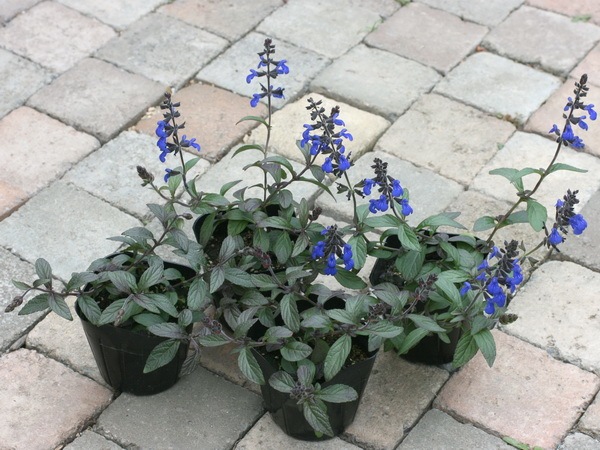 宿根サルビア・コスミックブルー