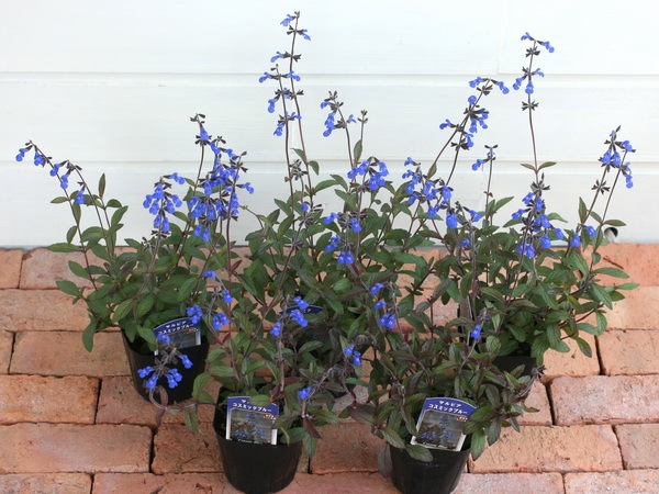 宿根サルビア・コスミックブルー