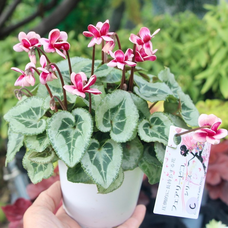 画像で花の色・形を選べる!! 八重咲きミニシクラメン「フェアリーピコ