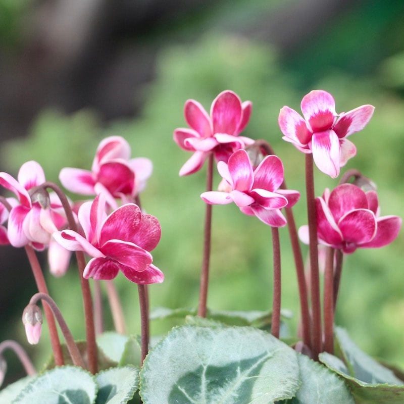 八重崎ミニシクラメン 斑入り チモピンク　③　＊同梱推奨商品 園芸ネット本店｜八重シクラメン：チモ ピコティブルー3号ポット の