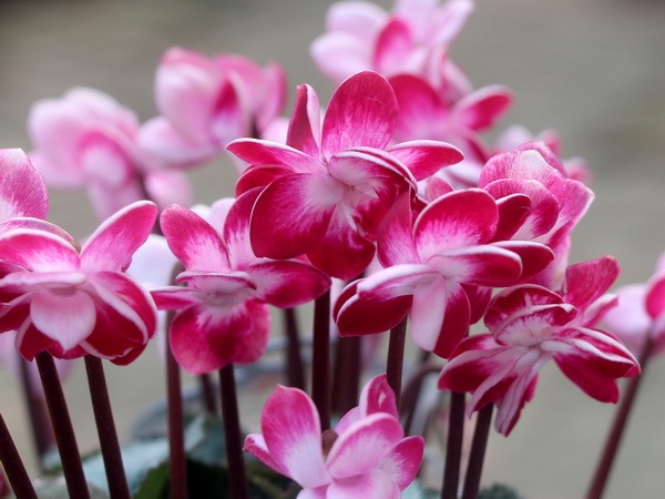 画像で花の色・形を選べる!! 八重咲きミニシクラメン「フェアリーピコ