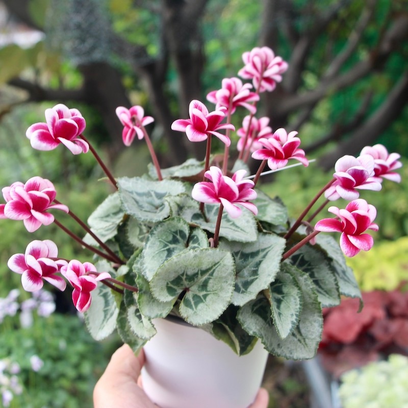 画像で花の色・形を選べる!! 八重咲きミニシクラメン「フェアリーピコ