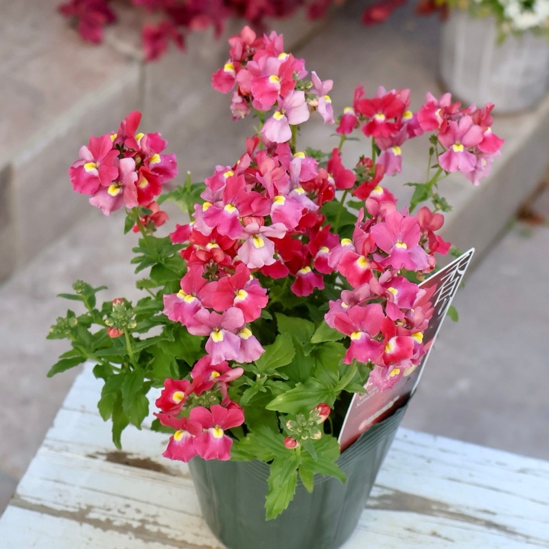 ゲブラさんのネメシア・メーテル「サーモンピンク」(3.5号ポット)