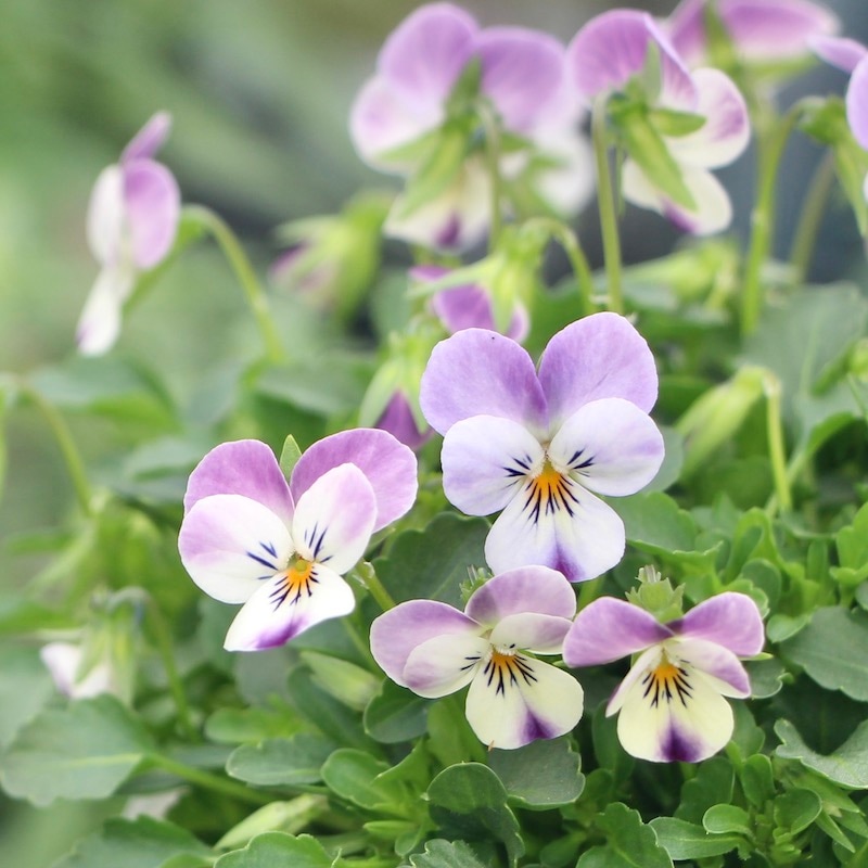 3_000000005088.jpg?1678209904