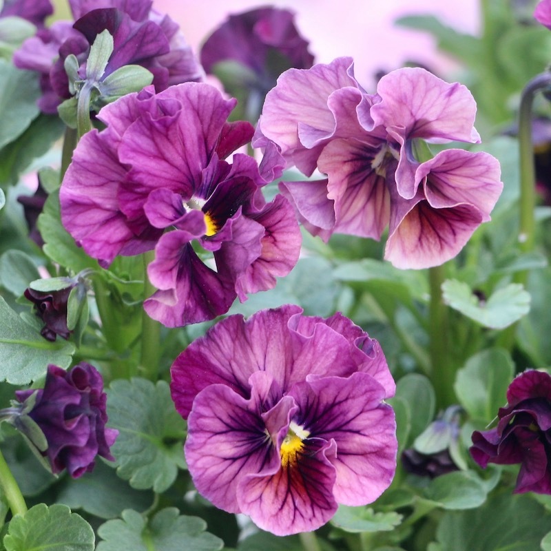 ビオラ　マーブル　⑦、⑤ポット苗 楽天市場】【まもなく予約締切】【予約販売】 育種家うえたさん