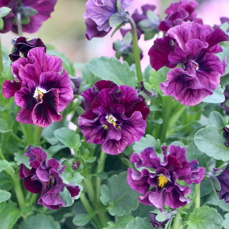 うえたビオラ「マーブル」＜22-02番＞(3.5号ポット)